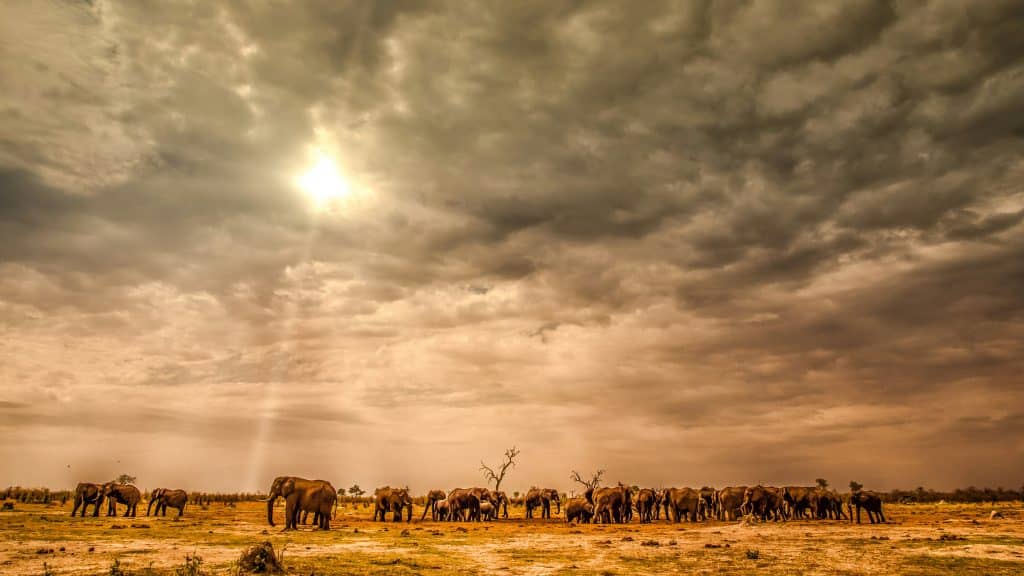 A herd of elephants strolls through a meadow in Botswana. The sun's rays pass through the clouds in the overcast sky.