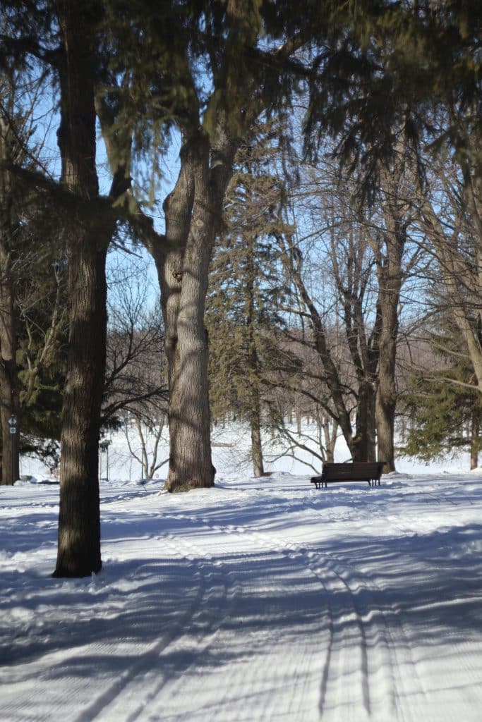 Path through a snow-covered park in Montreal, Canada. Fresh tyre tracks can be seen in the snow. There is an unoccupied wooden bench and pine trees.